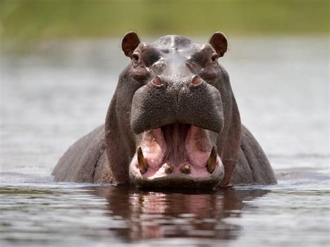 Child dead, 23 people missing after hippopotamus capsizes canoe on river in Malawi
